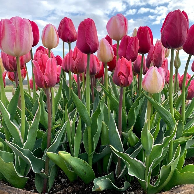 Planting Tulips in Containers: 5 easy steps