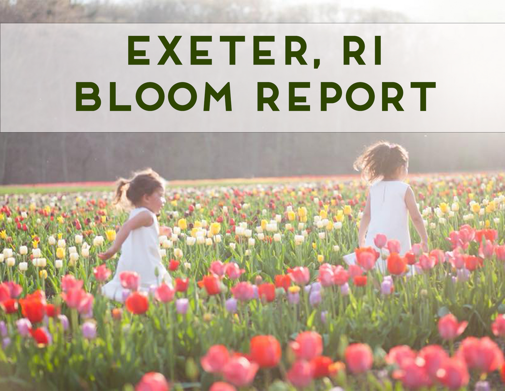 Bloom Report: Tulip Farm in Exeter, RI