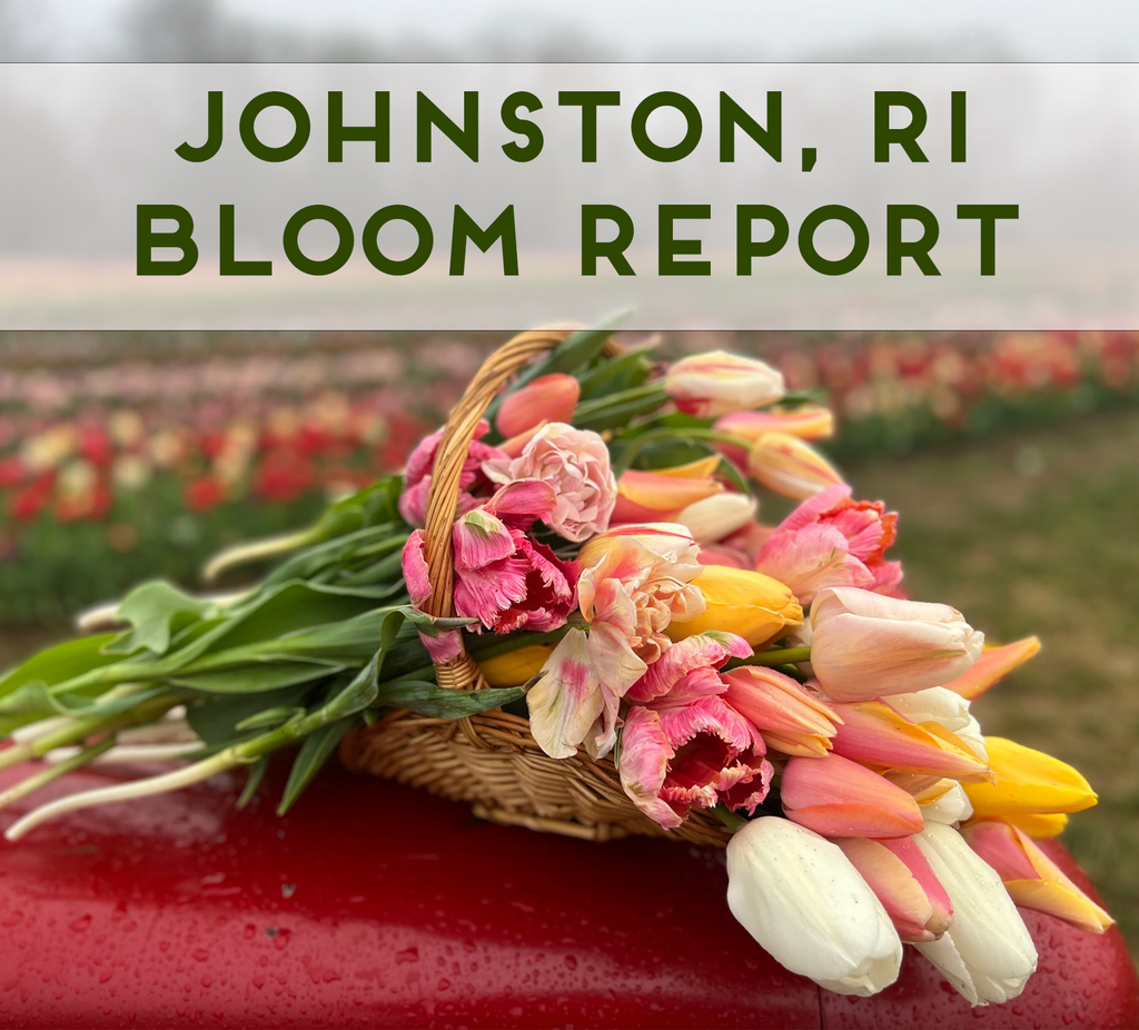 Bloom Report: Tulip Farm in Johnston, RI