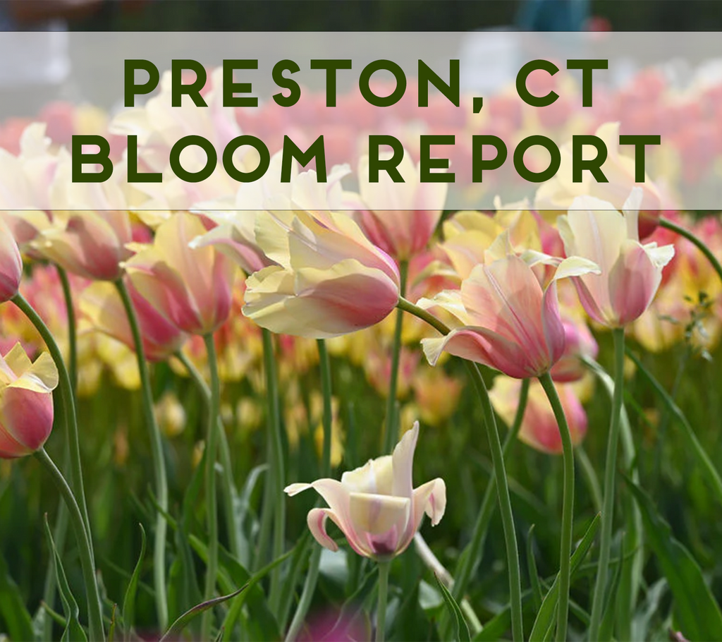 Preston Wicked Tulips