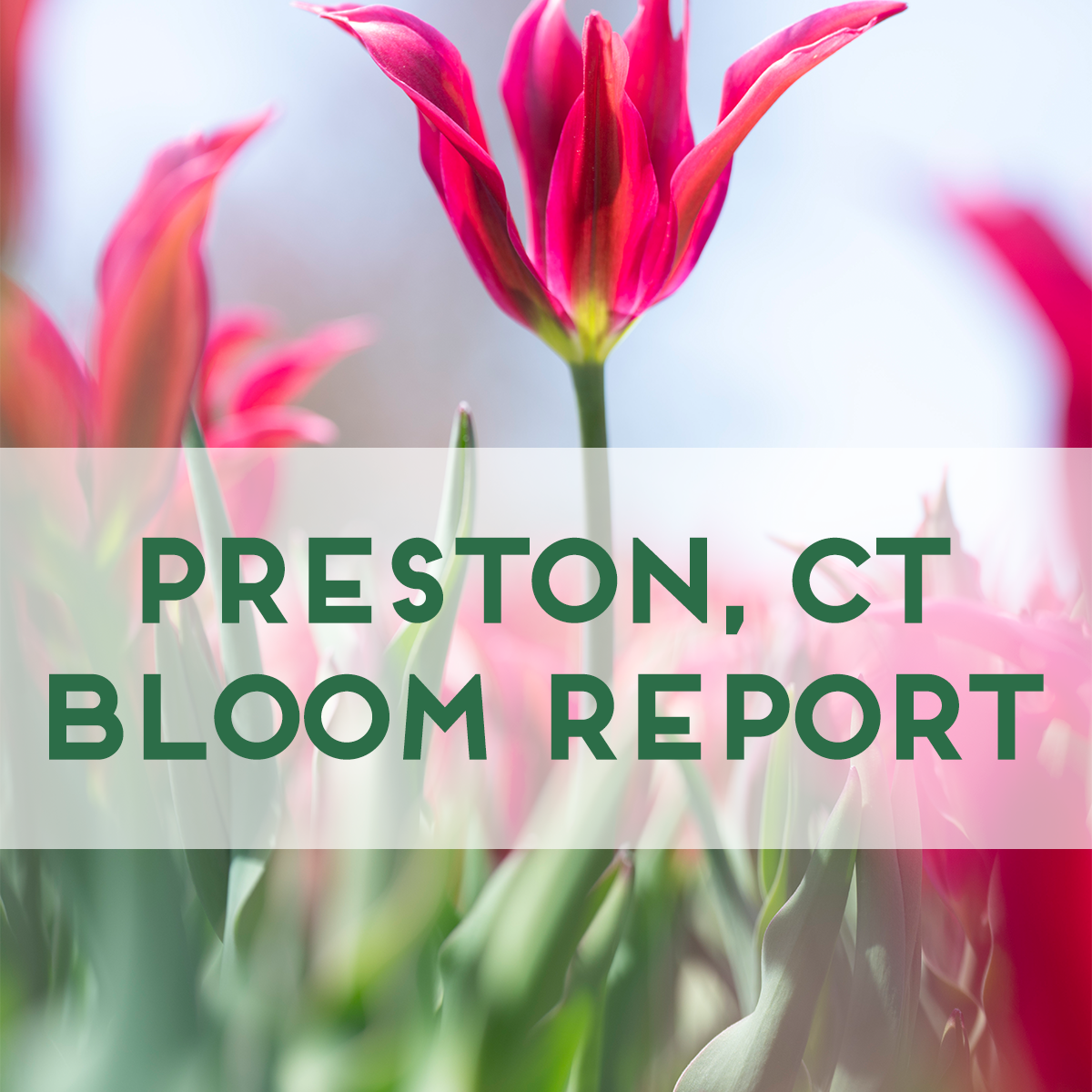 Bloom Report: Tulip Farm in Preston, CT