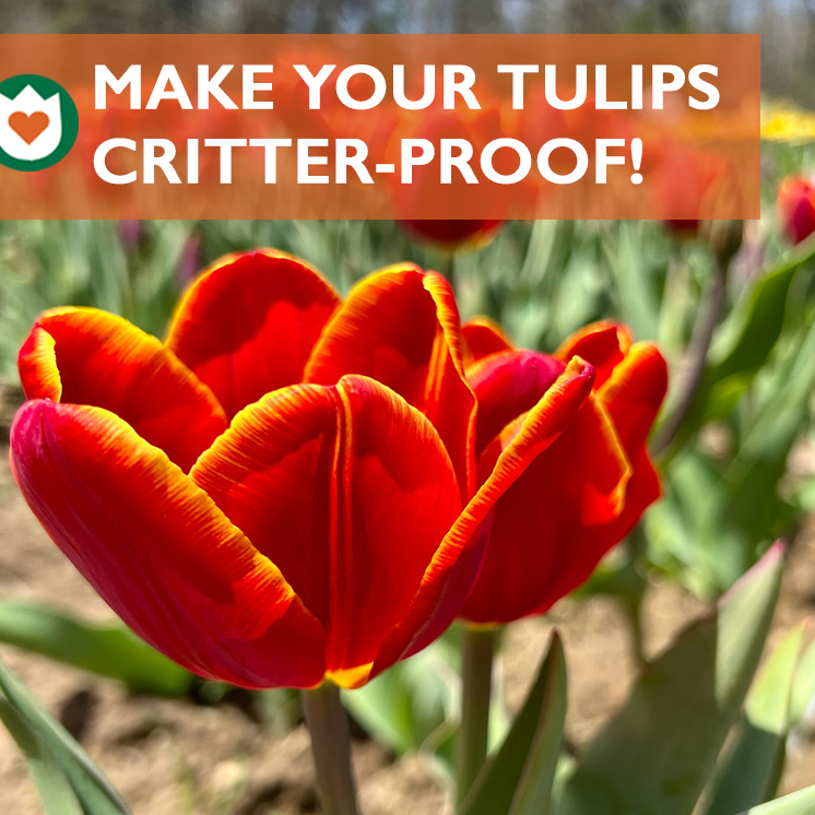 How to Protect your bulbs from critters.