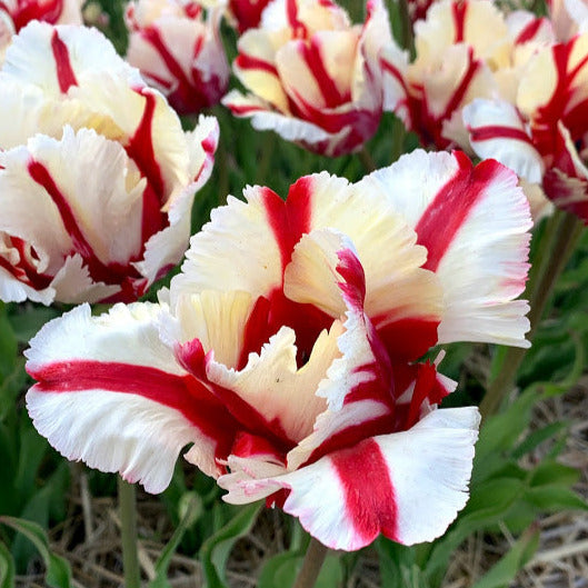 Flaming Parrot Tulip Wicked Tulips