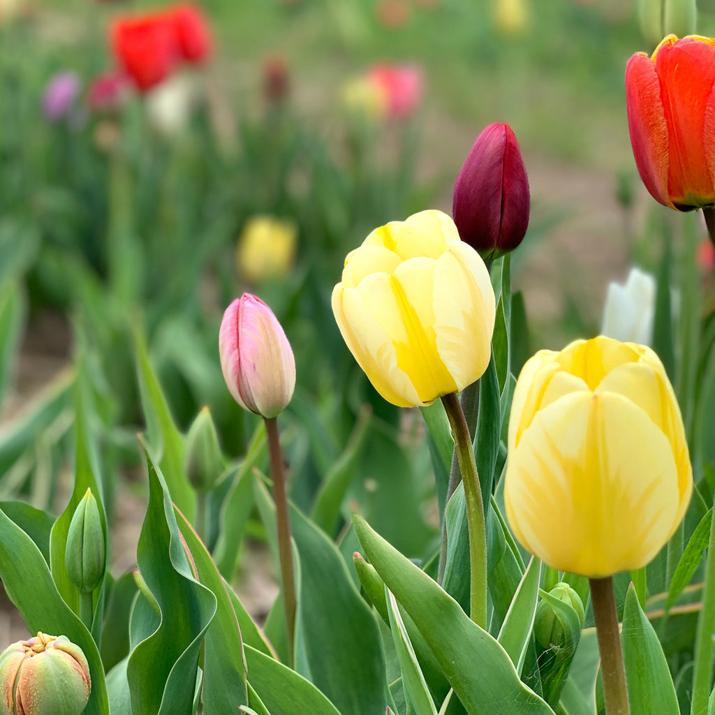 Buy the best tulip bulb mix  at Wicked Tulips