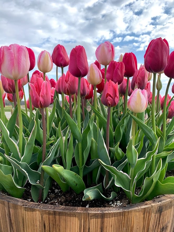 Planting Tulips in Containers:  5 easy steps