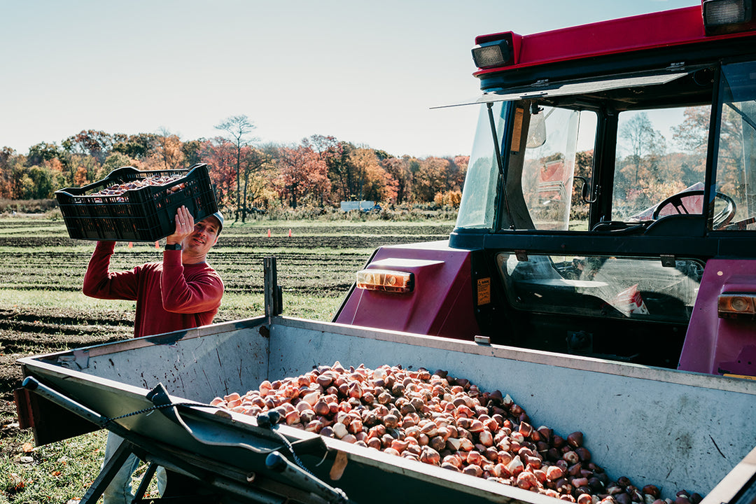 Fall Planting at Wicked Tulips - Photo Gallery