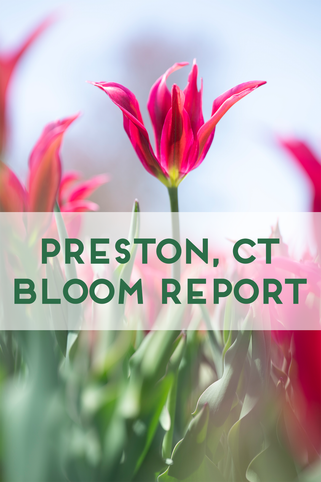 Bloom Report: Tulip Farm in Preston, CT