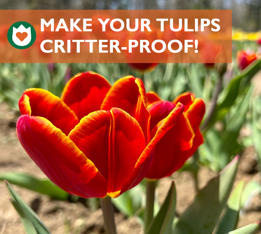 How to Protect your bulbs from critters.