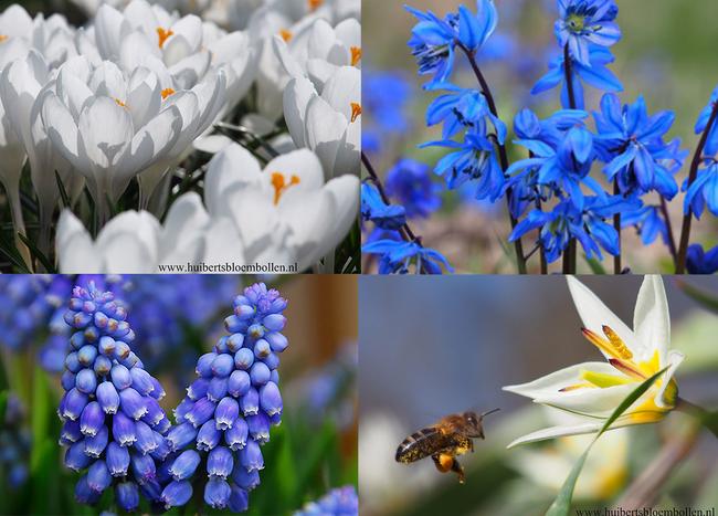 How to Create a Healthy Bee Garden