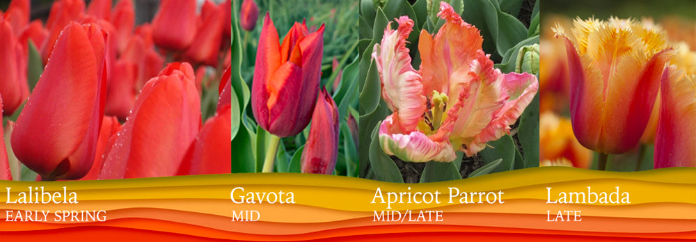 Fall Planning Tip: extending tulip bloom times in your spring garden