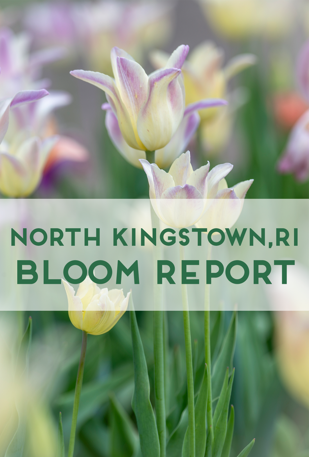 Bloom Report Tulip Farm North Kingstown RI
