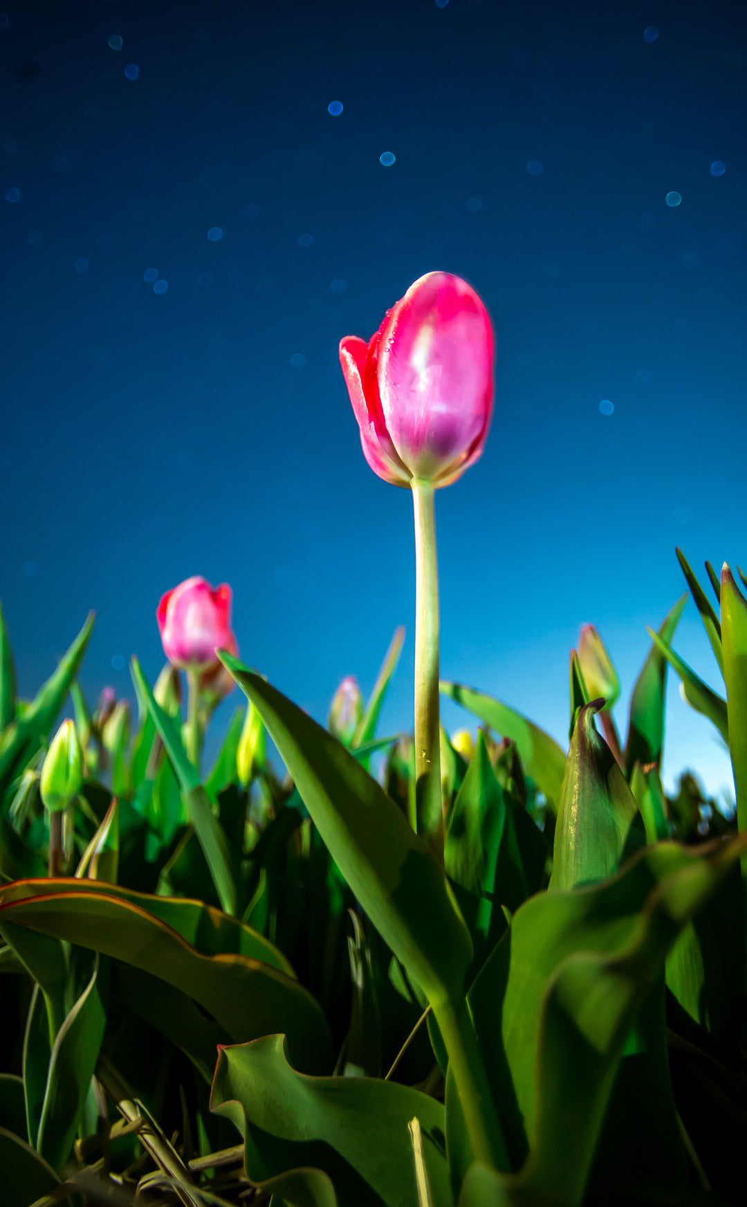 Tulips in bloom amongst the stars