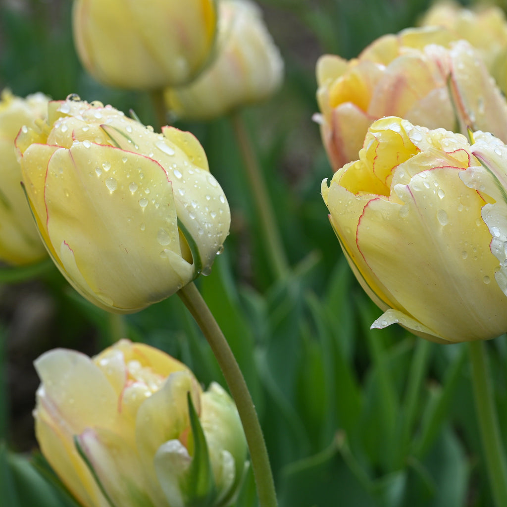 Wicked Tulips Bulb Catalog Wicked Tulips Flower Farm