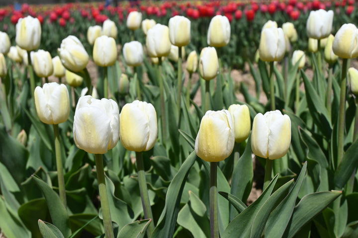 Antartica Tulip Bulbs-RI Grown-Wholesale Crate