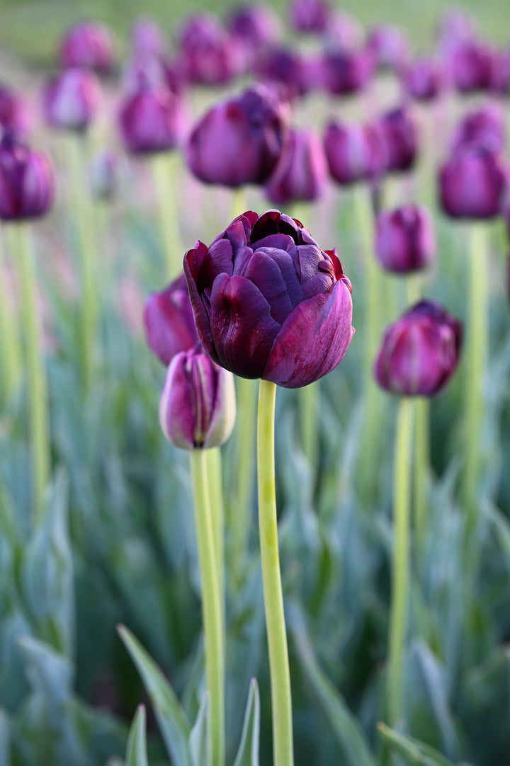 Black Hero Tulip Bulbs-RI Grown-Wholesale Crate
