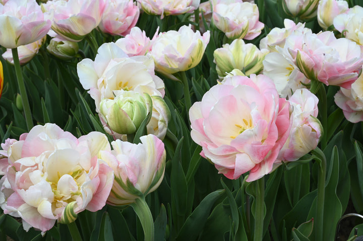 Finola Tulip Bulbs-RI Grown-Wholesale Crate