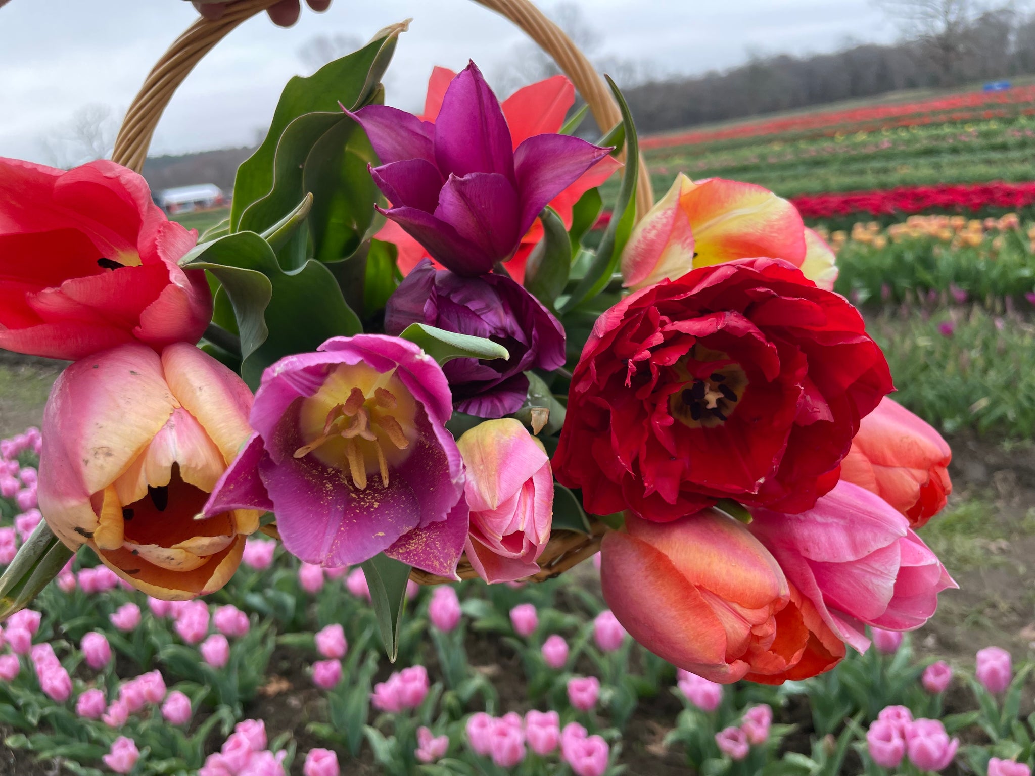 専用ページ　TULIP様 専用ページ TULIP様 tulip チューリップ 花柄- 布・生地の通販サイト