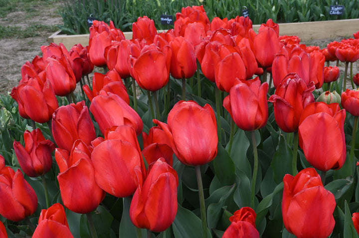 Lalibela Tulip Bulbs-RI Grown-Wholesale Crate