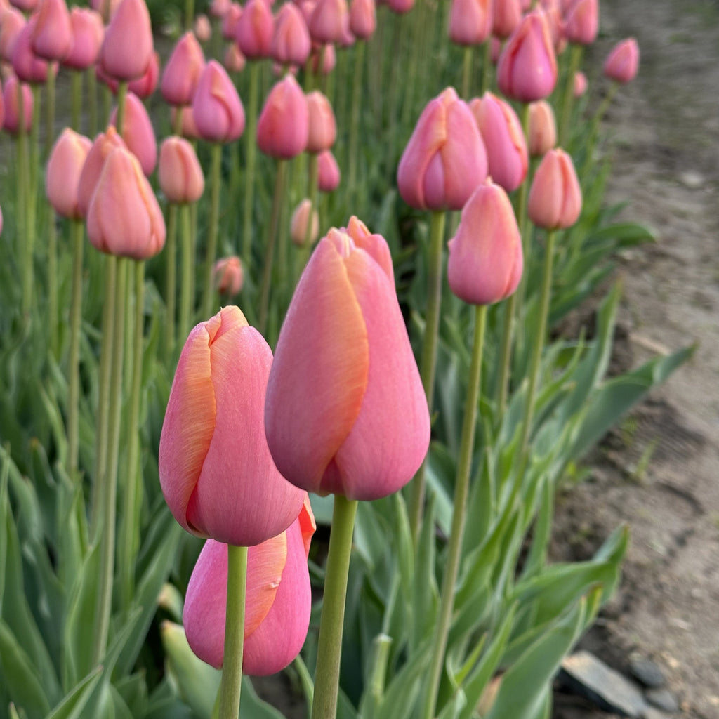 Wicked Tulips Bulb Catalog Wicked Tulips Flower Farm