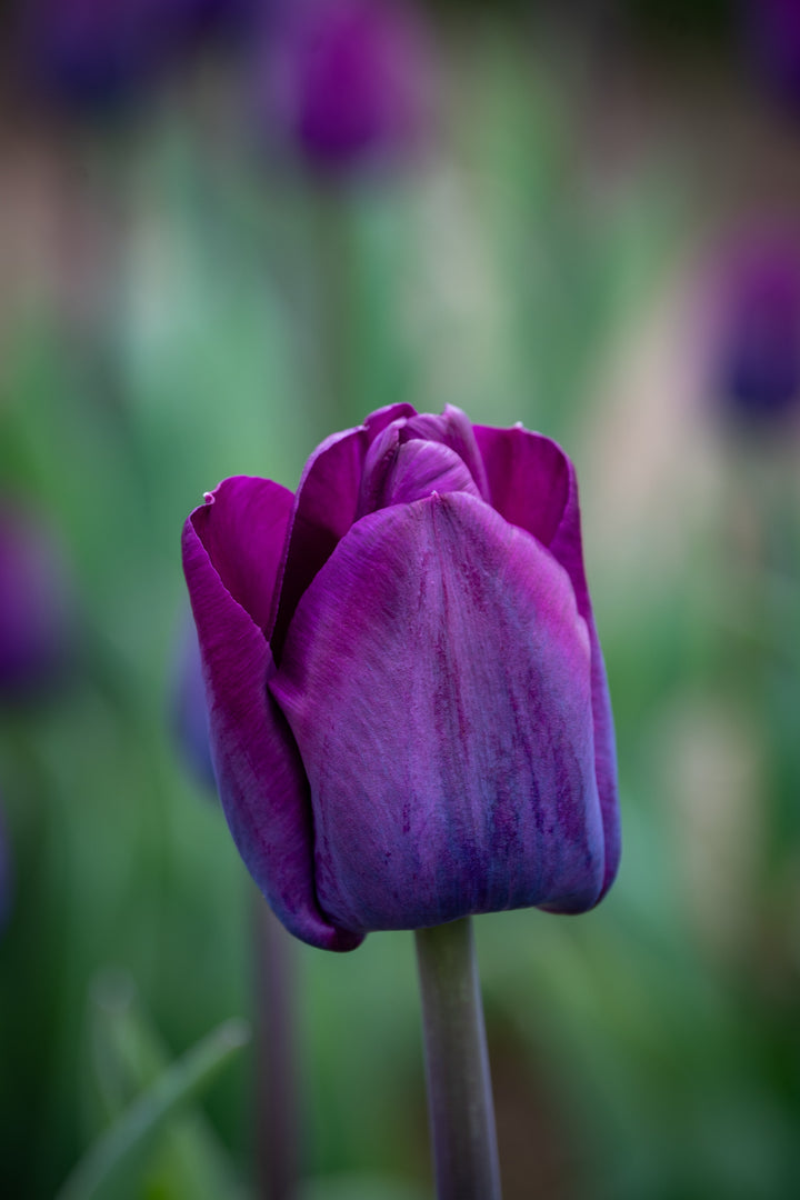 Saigon Tulip Bulbs-RI Grown-Wholesale Crate