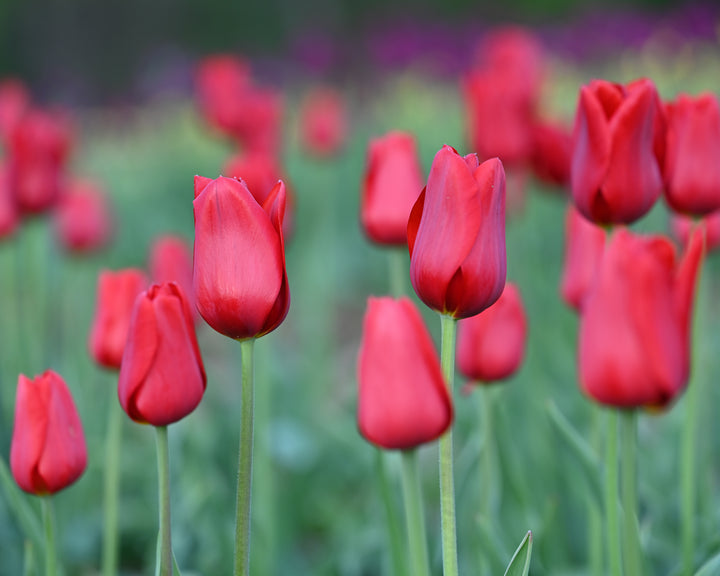 Sky High Scarlet Tulip Bulbs-RI Grown-Wholesale Crate