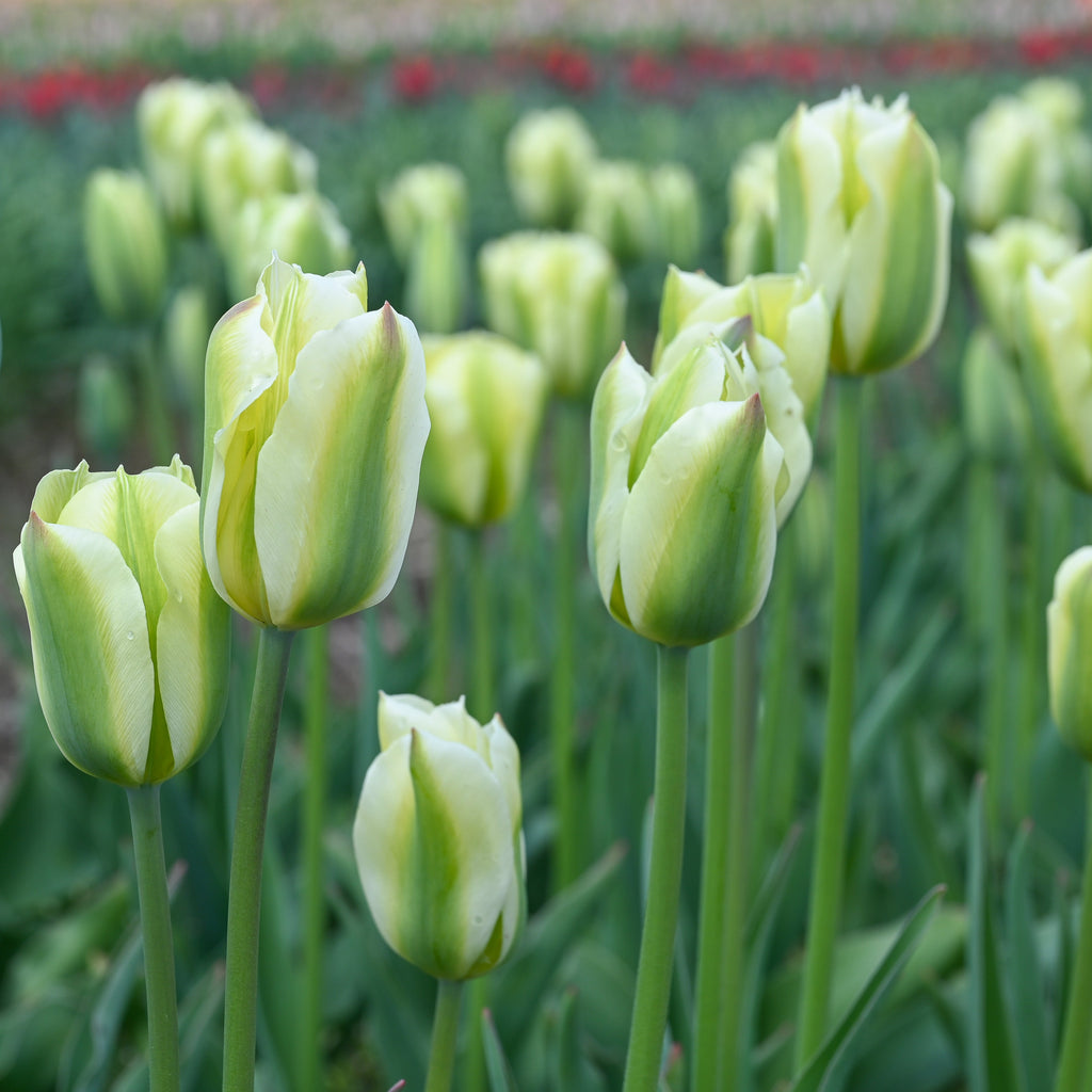 Wicked Tulips Bulb Catalog Wicked Tulips Flower Farm