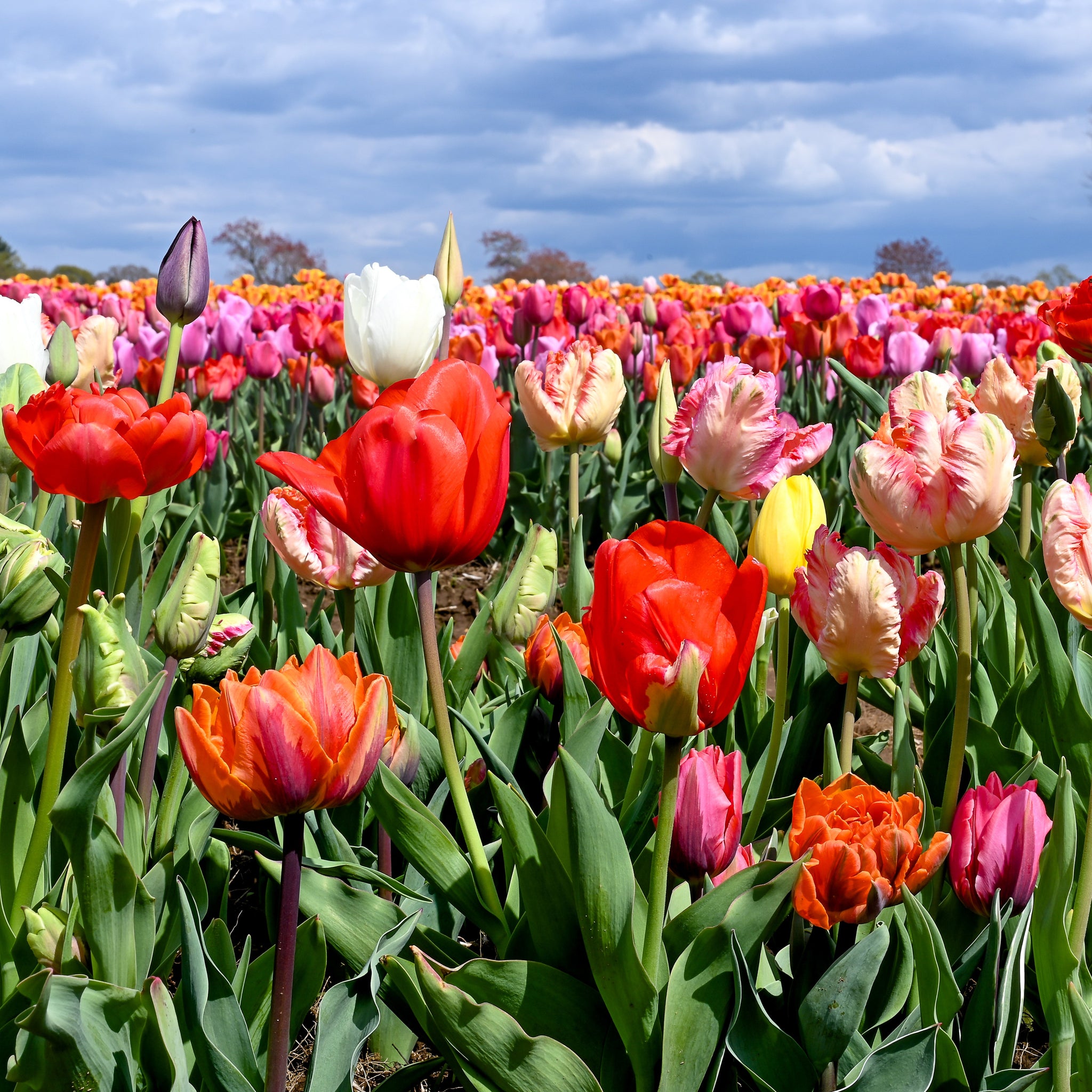 Barre Alta Tulip - 25 per bag – Wicked Tulips Flower Farm