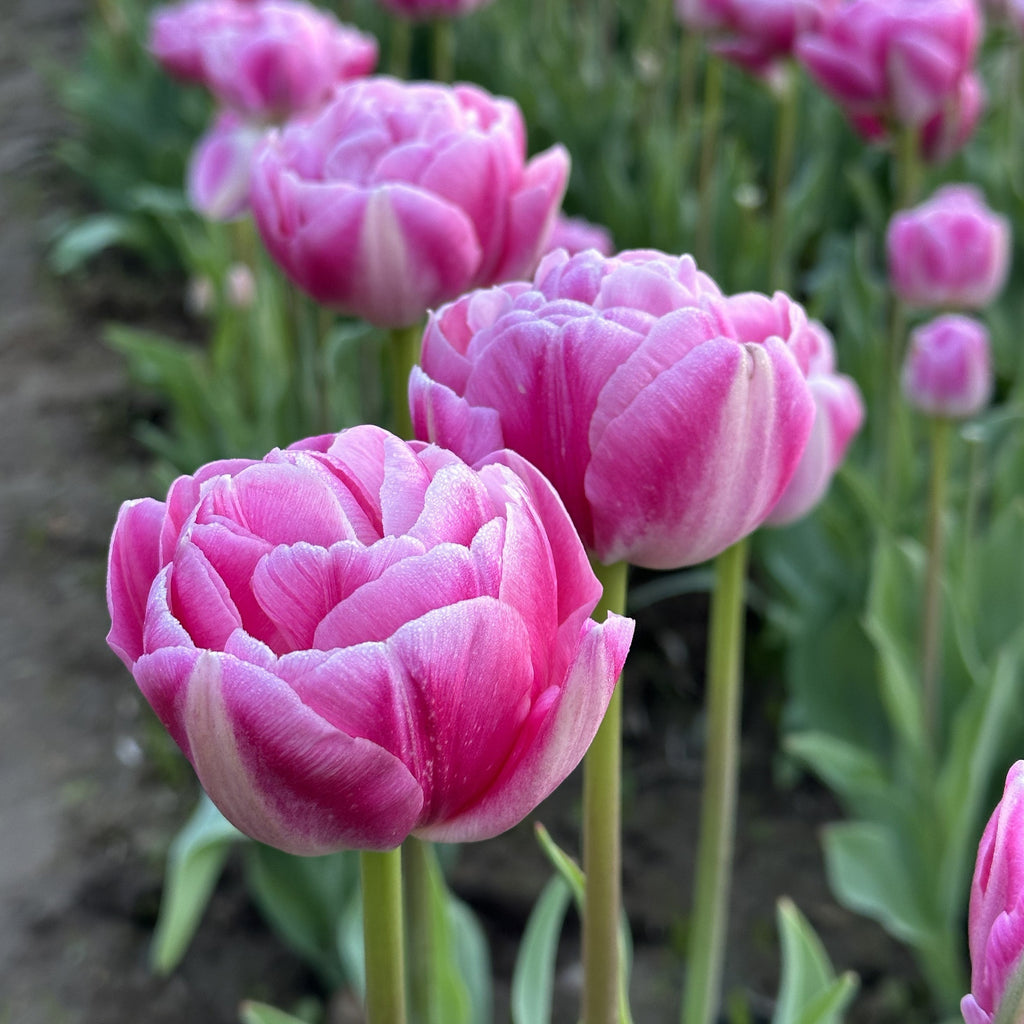 Wicked Tulips Bulb Catalog Wicked Tulips Flower Farm