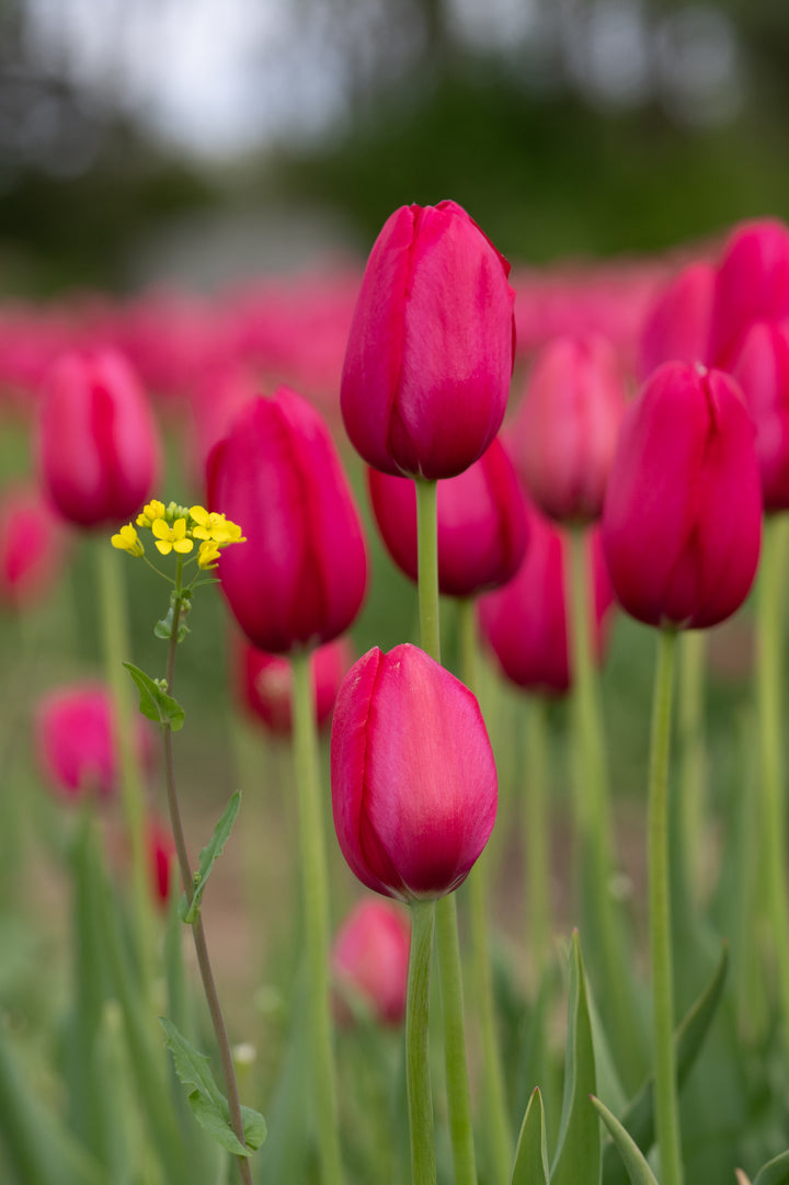 Yosemite Tulip Bulbs-RI Grown-Wholesale Crate