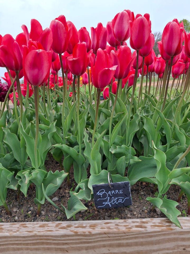Barre Alta Tulip Bulbs-RI Grown-Wholesale Crate