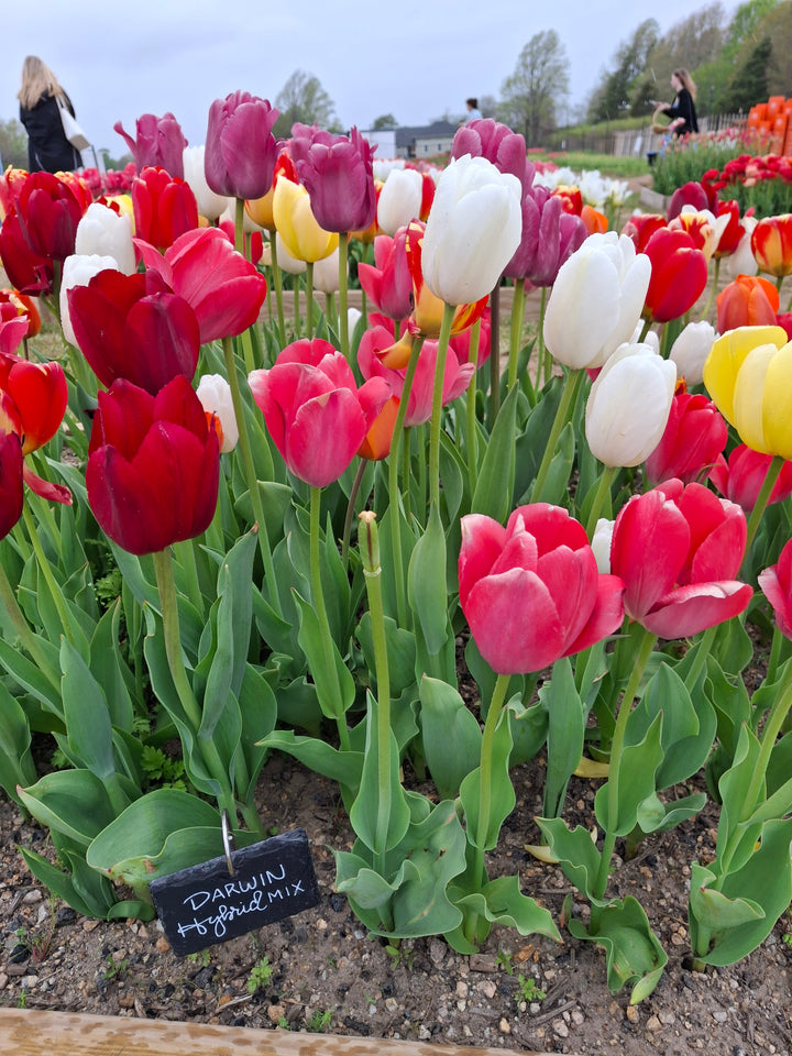 Darwin Hybrid Mix Tulip Bulbs-RI Grown-Wholesale Crate