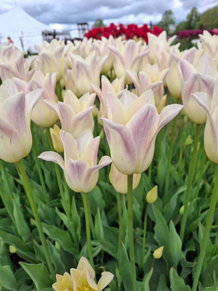 Elegant Lady Tulip Bulbs-RI Grown-Wholesale Crate