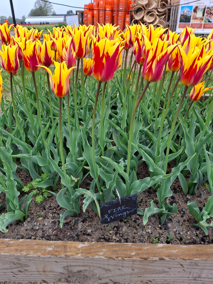 Fire Wings Tulip Bulbs-RI Grown-Wholesale Crate