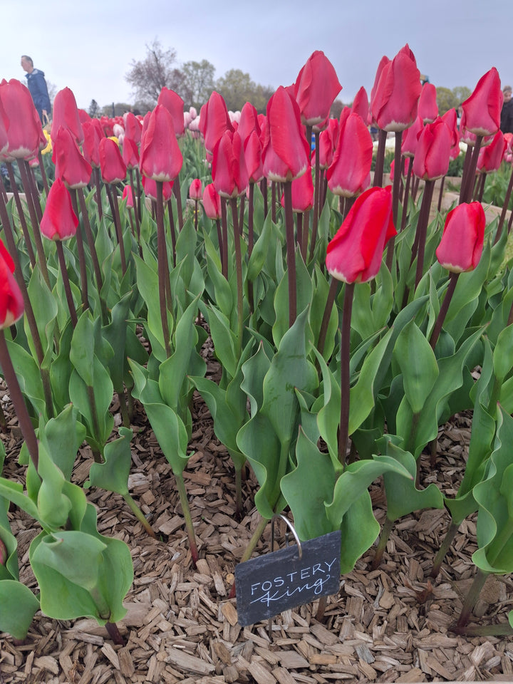 Fostery King Tulip Bulbs-RI Grown-Wholesale Crate