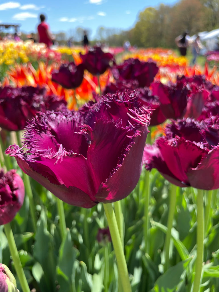 Gorilla Tulip from Wicked Tulips Flower Farm
