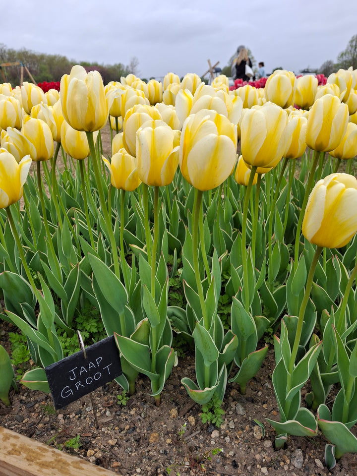 Jaap Groot Tulip Bulbs-RI Grown-Wholesale Crate