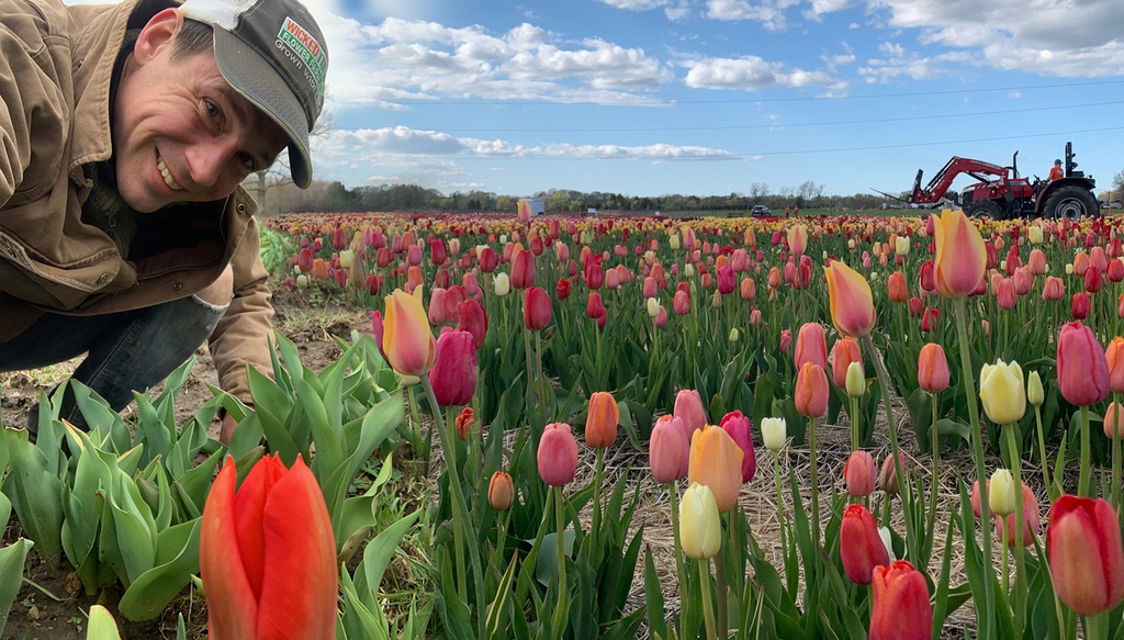 Wooden Shoe Tulip Farm - Tulip & Daffodil Bulbs + Annual Tulip