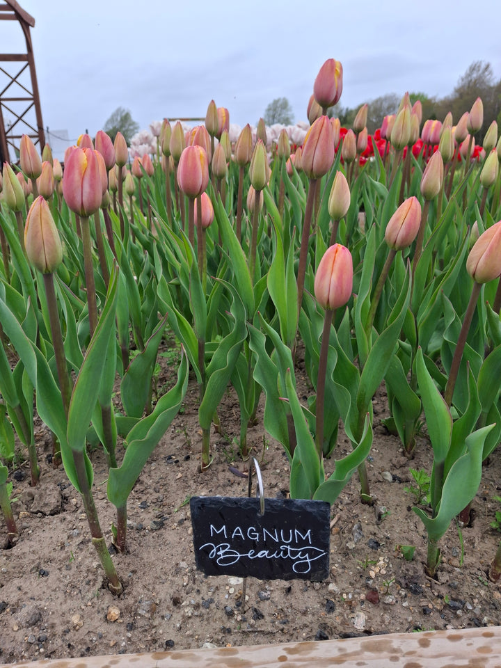 Magnum Beauty Tulip Bulbs-RI Grown-Wholesale Crate