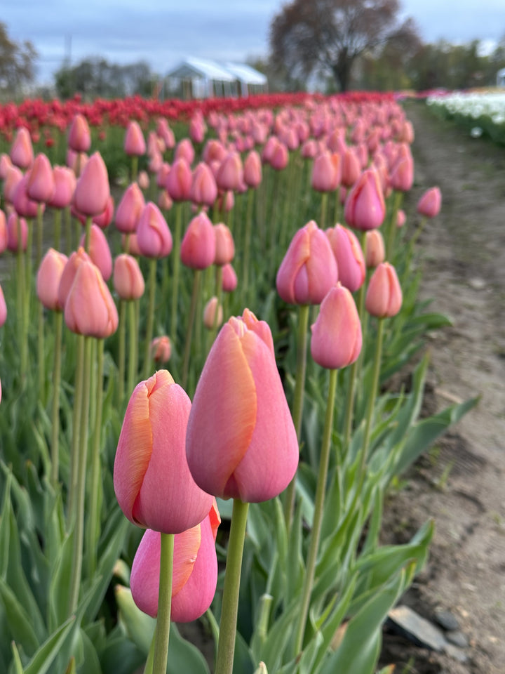 Menton Tulip Bulbs-RI Grown-Wholesale Crate