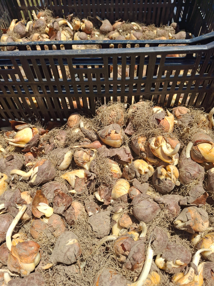 Elegant Lady Tulip Bulbs-RI Grown-Wholesale Crate