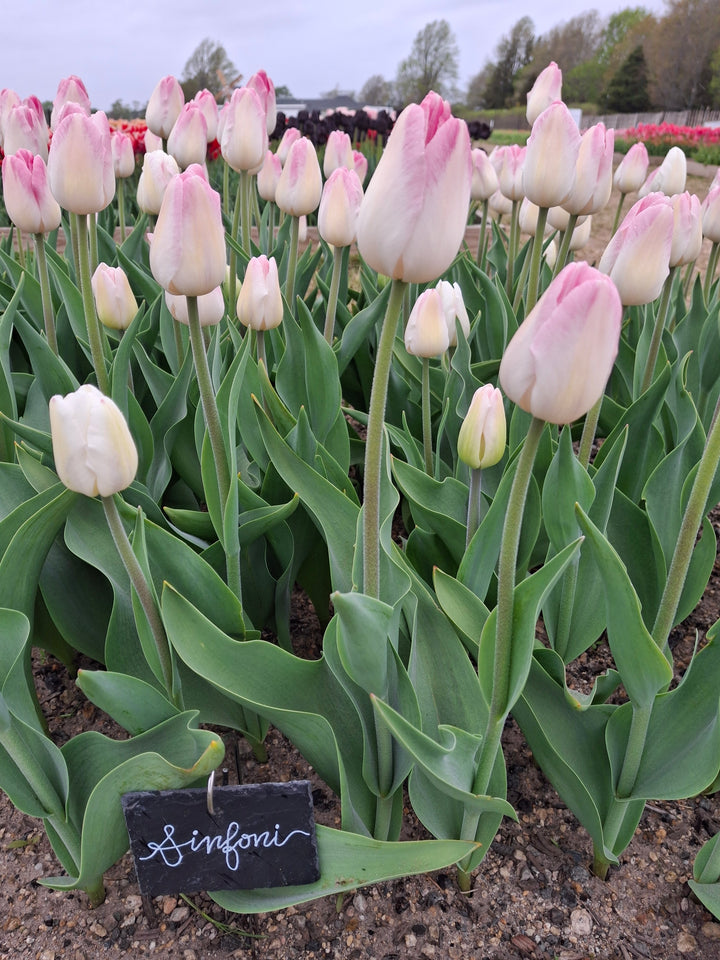 Sinfoni Tulip Bulbs-RI Grown-Wholesale Crate
