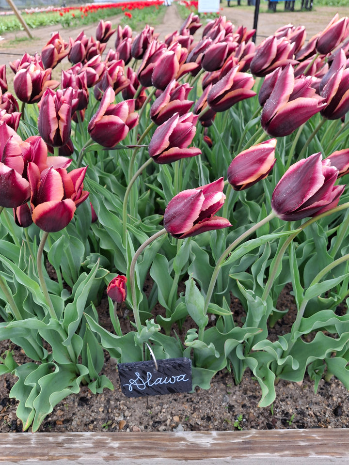 Slawa Tulip Bulbs-RI Grown-Wholesale Crate