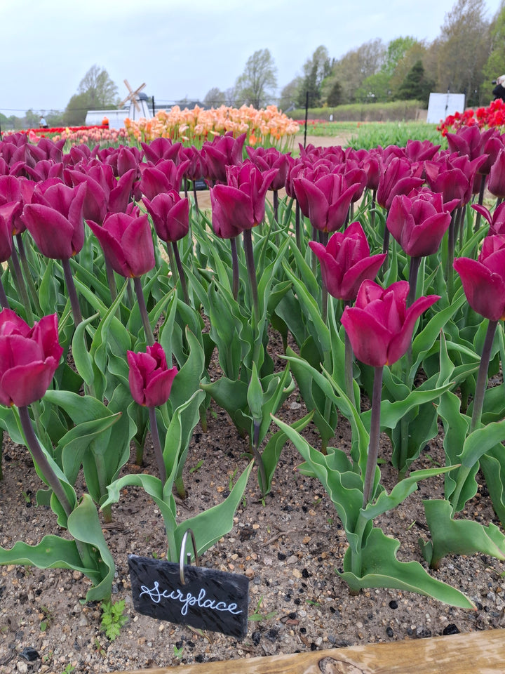 Surplace Tulip Bulbs-RI Grown-Wholesale Crate