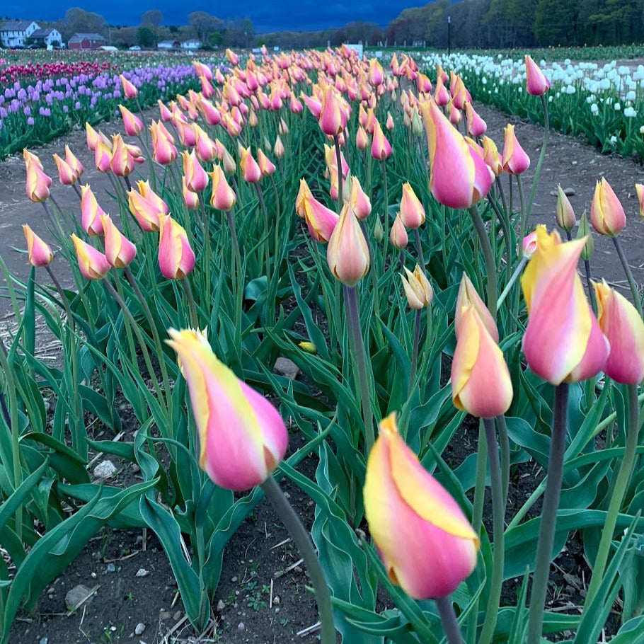Barre Alta Tulip - 25 per bag – Wicked Tulips Flower Farm