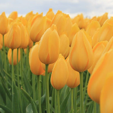 Big Smile Tulip - 25 per bag