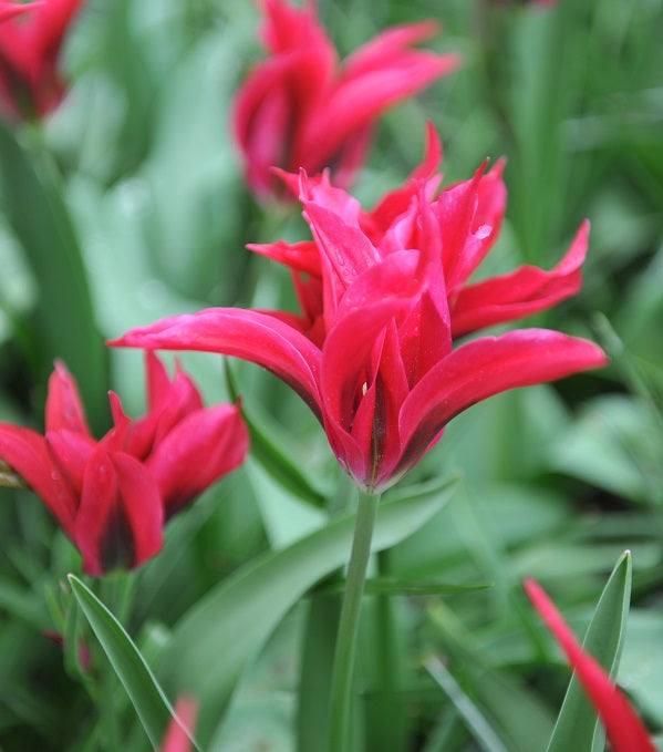 Wicked Tulips Bulb Catalog Wicked Tulips Flower Farm