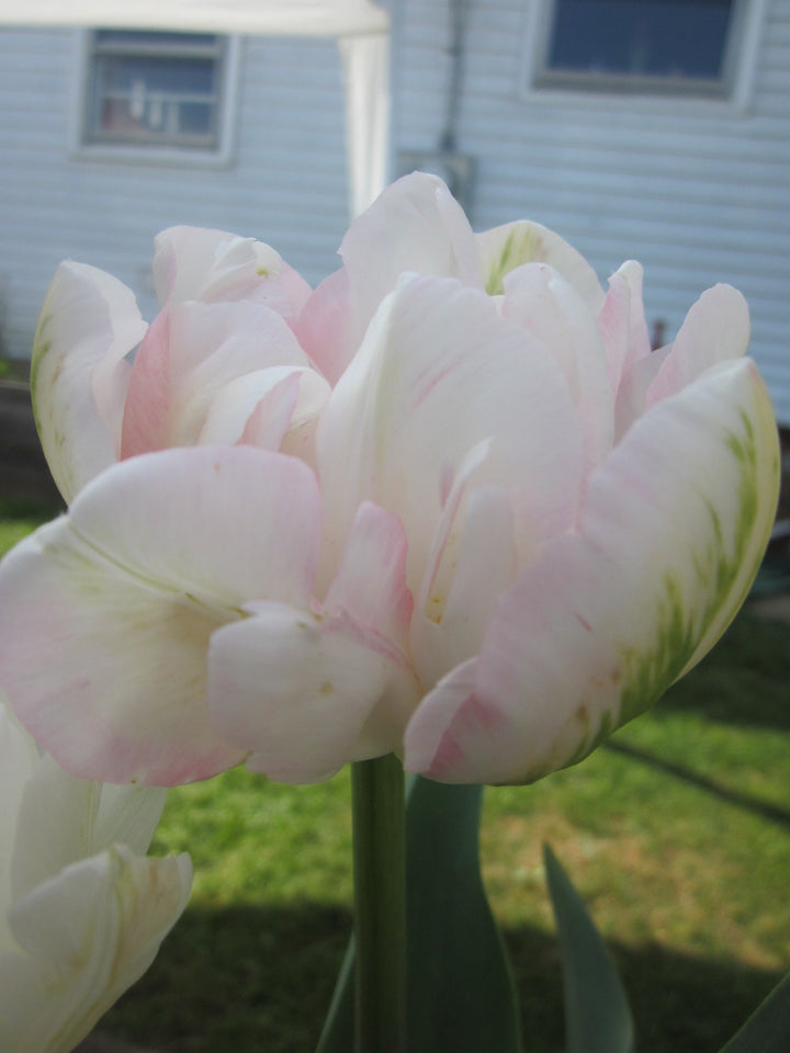 Finola Tulip - 25 per bag