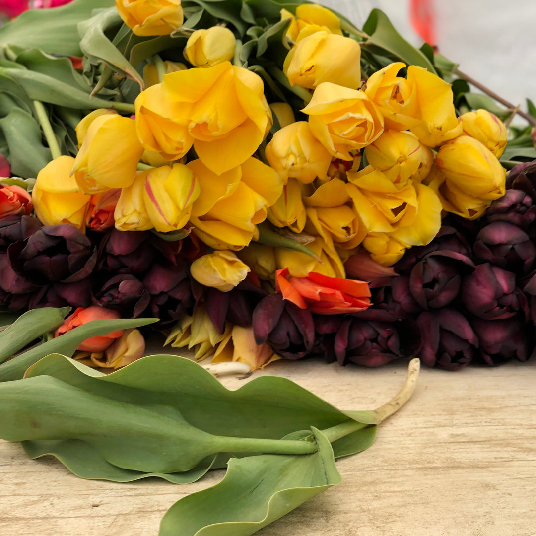 Big Smile Tulip - 25 per bag