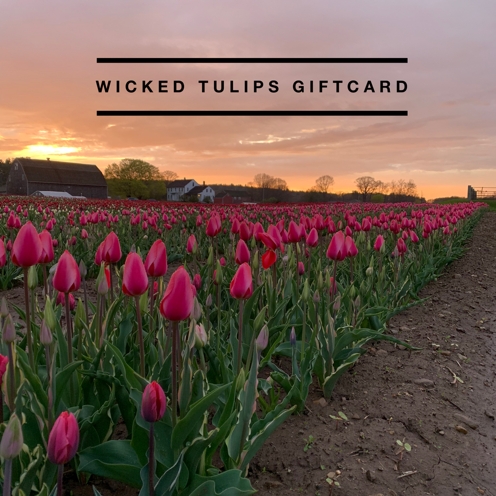 Wicked Tulips Bulb Catalog Wicked Tulips Flower Farm