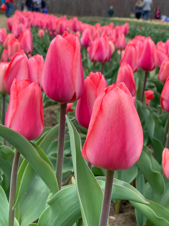 Barre Alta Tulip - 25 per bag